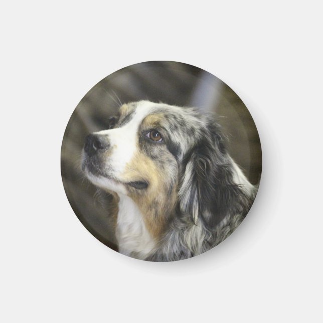 Imã Aussie (Frente)