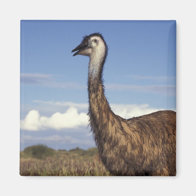Imã Austrália, Austrália Ocidental. Emu (Dromaius) (Frente)