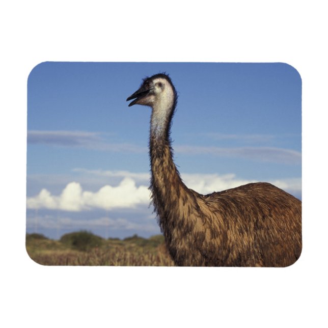 Ímã Austrália, Austrália Ocidental. Emu (Dromaius) (Horizontal)