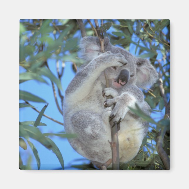 Imã Austrália, Coala Phasclarctos Cinereus) (Frente)