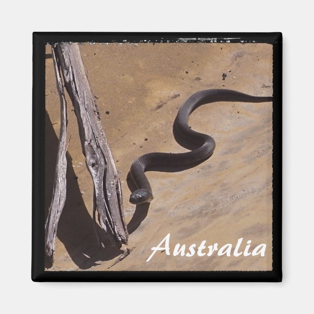 Imã Austrália - Cobra castanho, natureza selvagem (Mag (Frente)