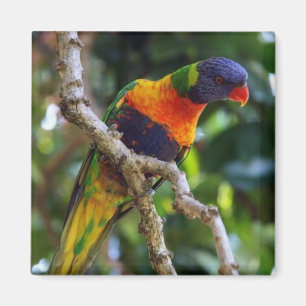 Imã Austrália: Lorikeet Bird