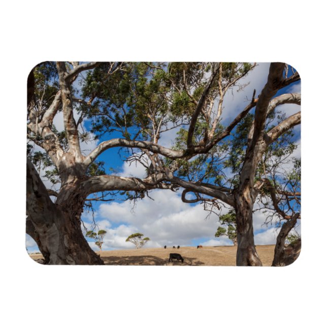 Ímã Austrália, Península de Fleurieu, Normanville (Horizontal)