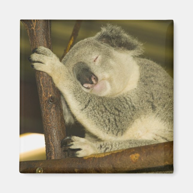 Imã Austrália, Queensland, Brisbane. Árvore Fig (Frente)