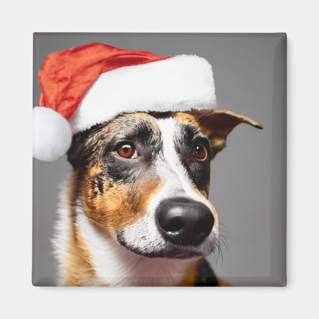 Imã Australian Cattle Dog Christmas (Frente)