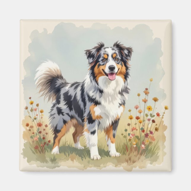Imã Australian Shepherd Dog Merle Long Tail (Frente)