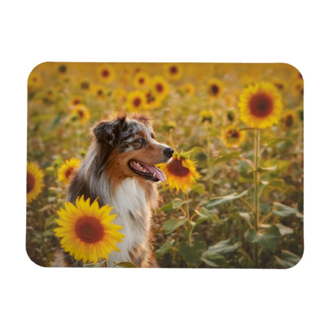 Ímã Australian Shepherd e Girassóis  (Horizontal)