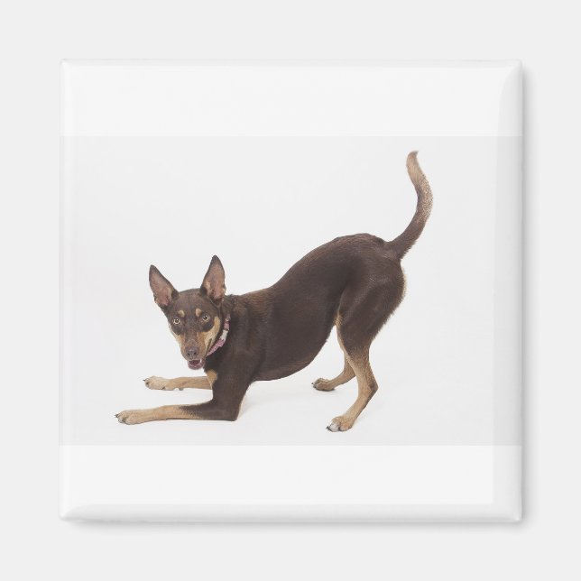 Imã australiano Kelpie (Frente)
