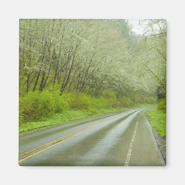 Imã Autoestrada remota através da floresta (Frente)