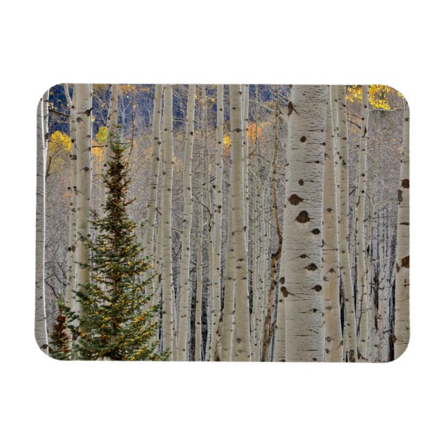 Ímã Autumn Aspen Groves | Montanhas Colorado Rocky (Horizontal)