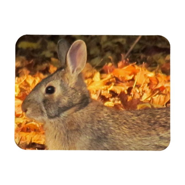 Ímã Autumn Bunny (Horizontal)