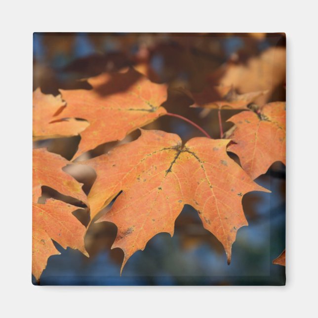 Imã Autumn Deixa Magnet (Frente)