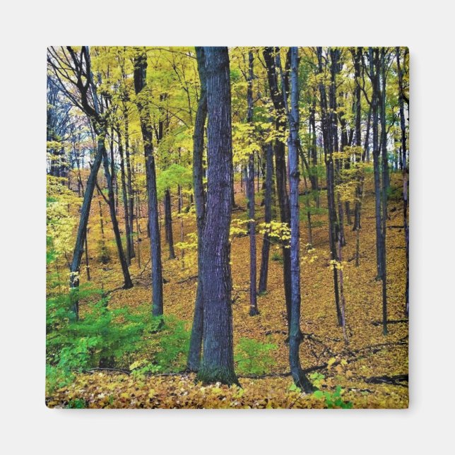 Imã Autumn Forest, West Bend, Wisconsin (Frente)