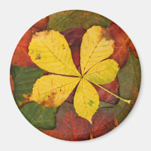 Imã Autumn Leaf Magnet