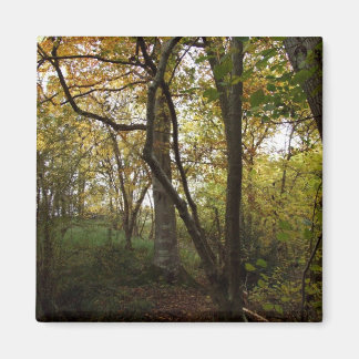 Imã Autumn Woods Magnet