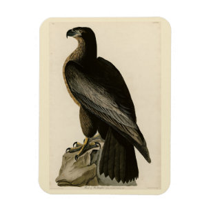 Ímã Ave de Washington das Aves da América de Audubon