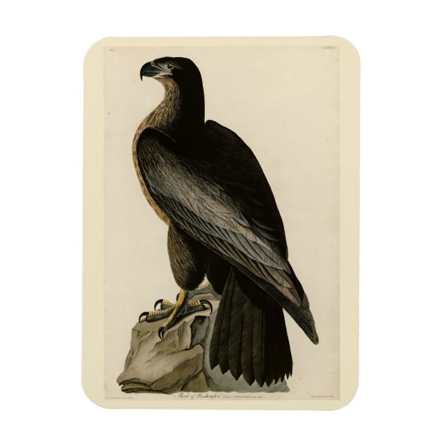 Ímã Ave de Washington das Aves da América de Audubon (Vertical)