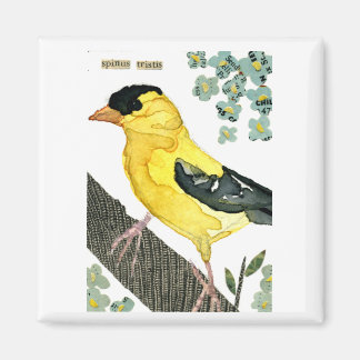 Imã Ave: Goldfinch
