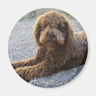 Imã avec lagotto marron