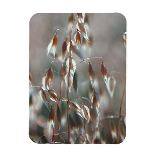 Ímã Aveia De Ripe (Avena Sativa) Fechar. Ceres, Boland (Vertical)