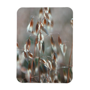 Ímã Aveia Madura (Avena Sativa) Close Up. Ceres, Bolan