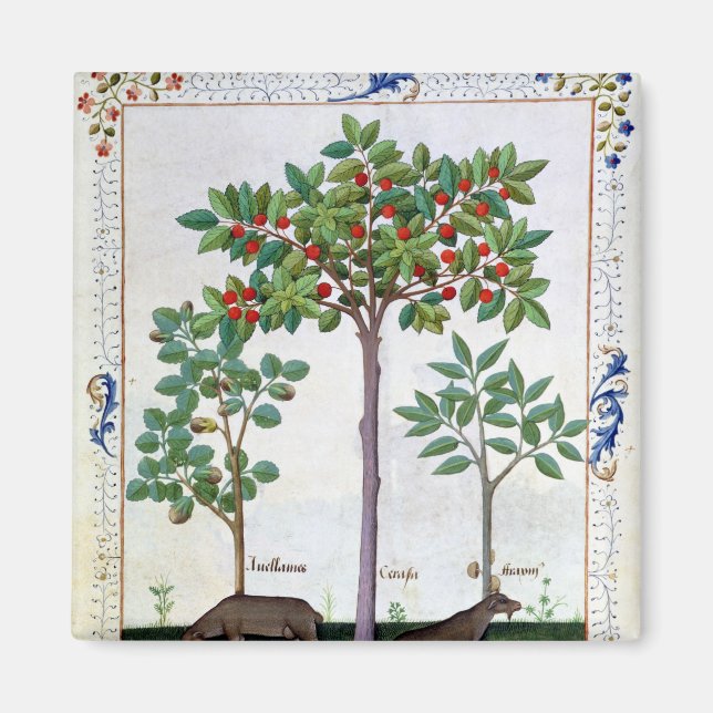 Imã Avelãs Bush e cerejeira (Frente)