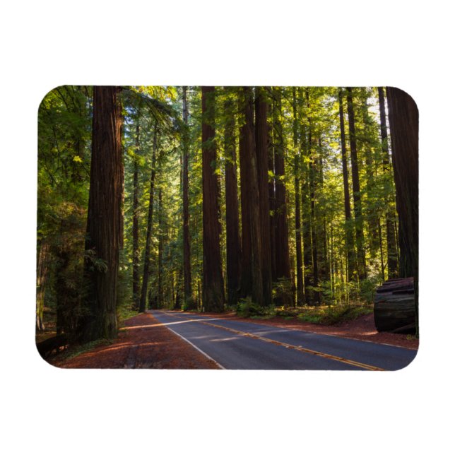 Ímã Avenida Giant Redwood California (Horizontal)