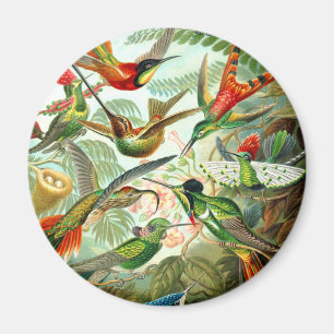Imã Aves