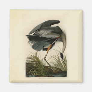 Imã Aves Azuis-Heronárias do Excelente Audubon