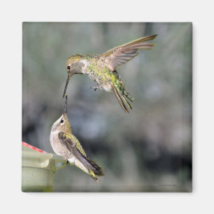 Imã Aves de capoeira no alimentador