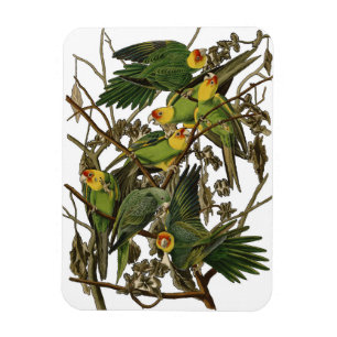Ímã Aves de Impressão de Papagaio da Carolina do Audu