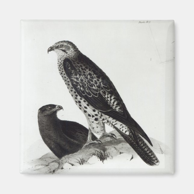 Imã Aves de presa (Frente)