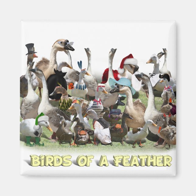 Imã Aves de uma pena (Frente)