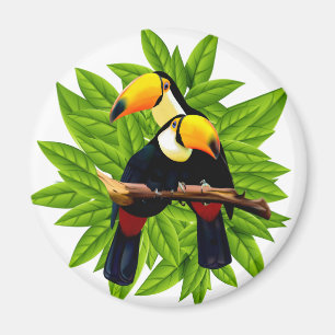 Imã Aves Exóticas