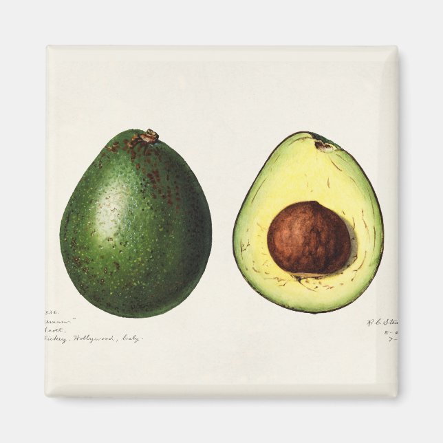 Imã Avocado (Frente)