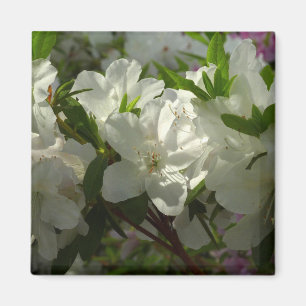 Imã Azaleas brancas e solares lindas flores de primave