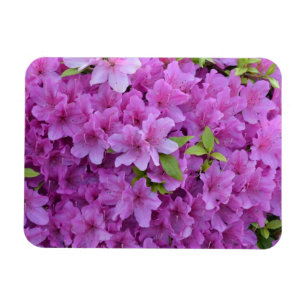 Ímã Azáleas cor-de-rosa do primavera