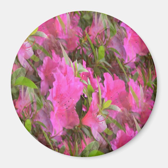 Imã Azaleas em rosa.... (Frente)