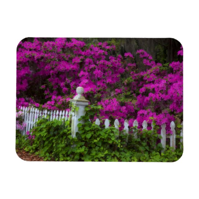 Ímã Azáleas na primavera no Histórico Isle of Hope (Horizontal)