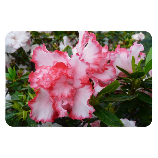 Ímã Azaleas Primavera Floral, Vermelhas Duplas e Branc (Horizontal)
