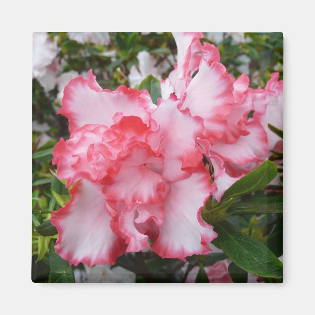 Imã Azaleas Primavera Floral, Vermelhas Duplas e Branc (Frente)