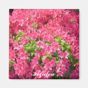 Imã Azaleas Rosa Quente