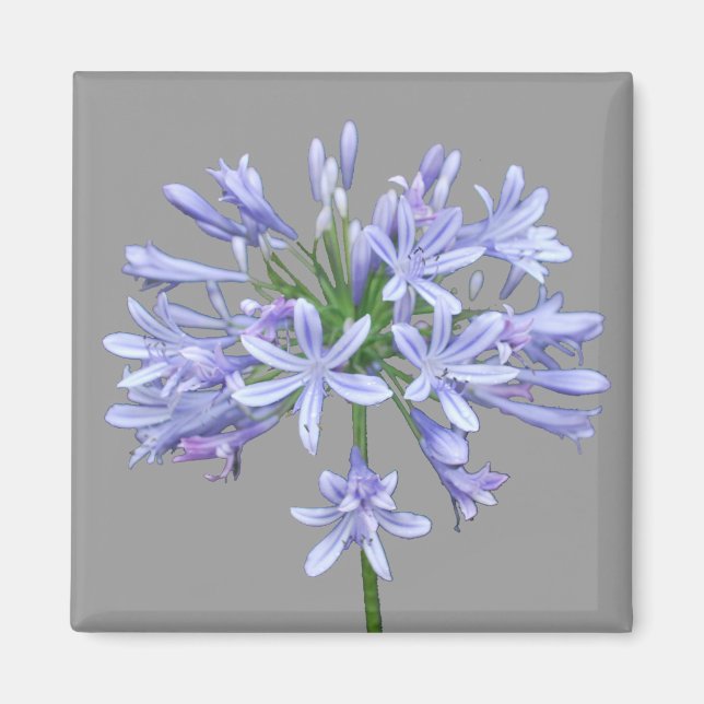 Imã Azul Agapanthus (Frente)
