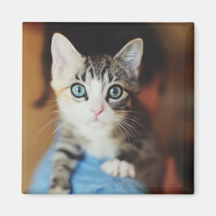 Imã Azul brilhante gatinho Eyed