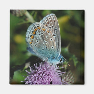 Imã Azul comum da borboleta no ímã do cardo