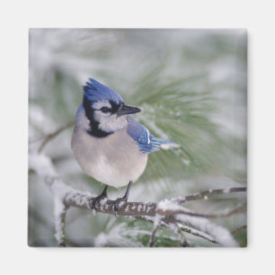 Imã Azul Jay, Cyanocitta cristata