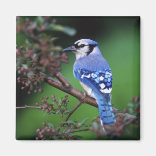 Imã Azul Jay, Cyaoncitta cristata