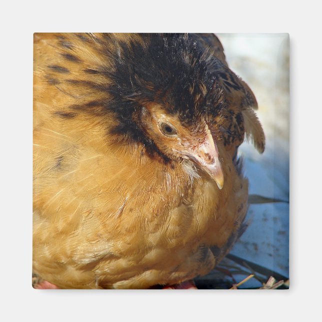 Imã Azul Jr (Frente)