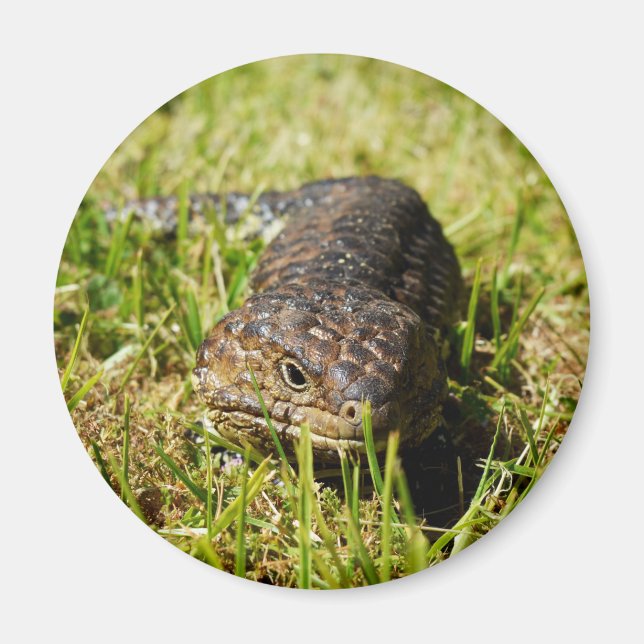 Imã Azul-Tongue-Lizard A Derramar A Grama, (Frente)