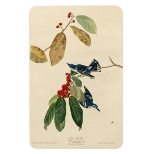 Ímã Azure (Cerulean) Warbler, Aves de Audubon da Améri